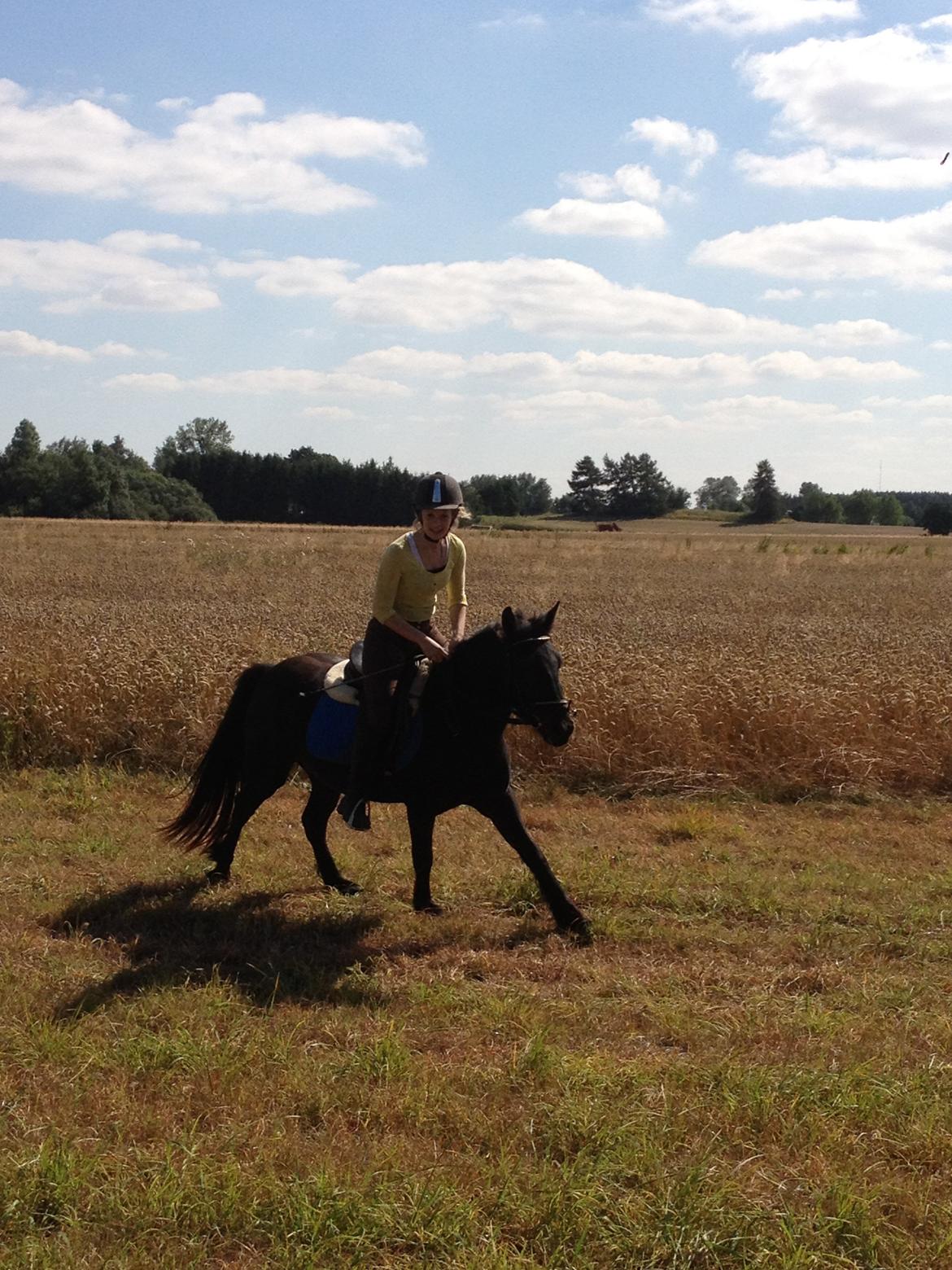  fell ponyer fra stutteri Bakkely - Bakkely´s Candy billede 36