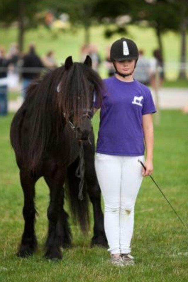  fell ponyer fra stutteri Bakkely billede 37