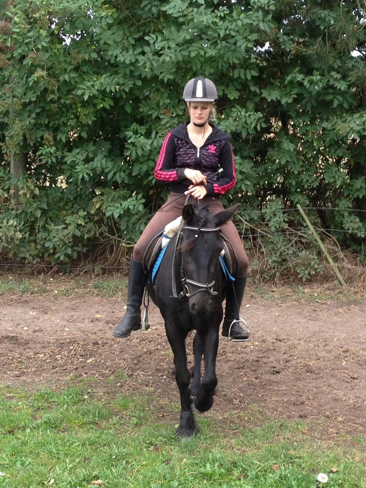  fell ponyer fra stutteri Bakkely - Bakkely´s Candy billede 38