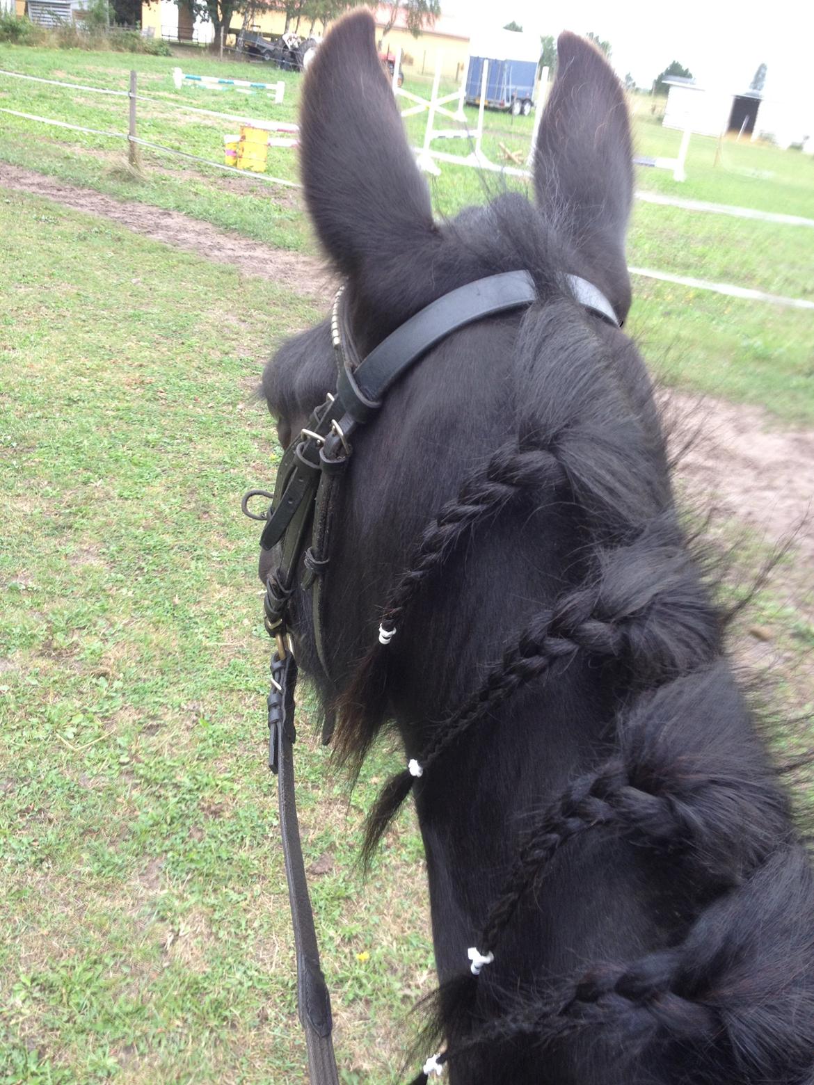  fell ponyer fra stutteri Bakkely billede 39