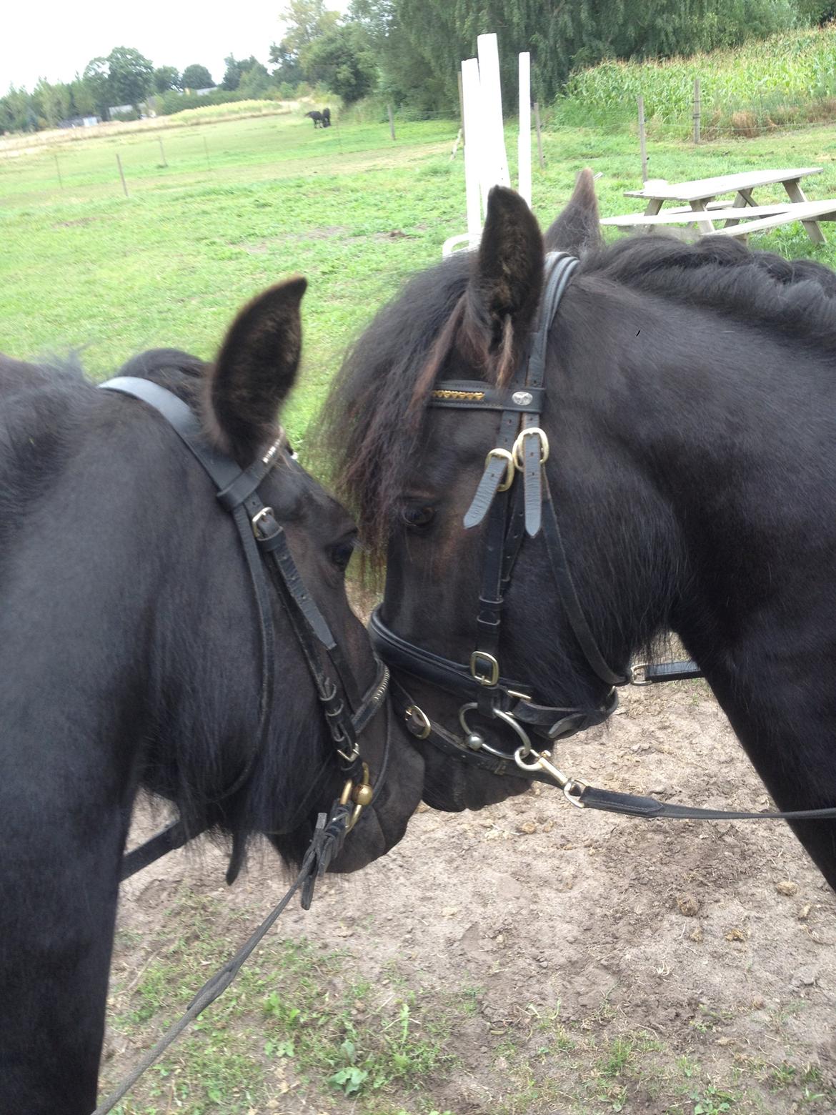  fell ponyer fra stutteri Bakkely billede 40