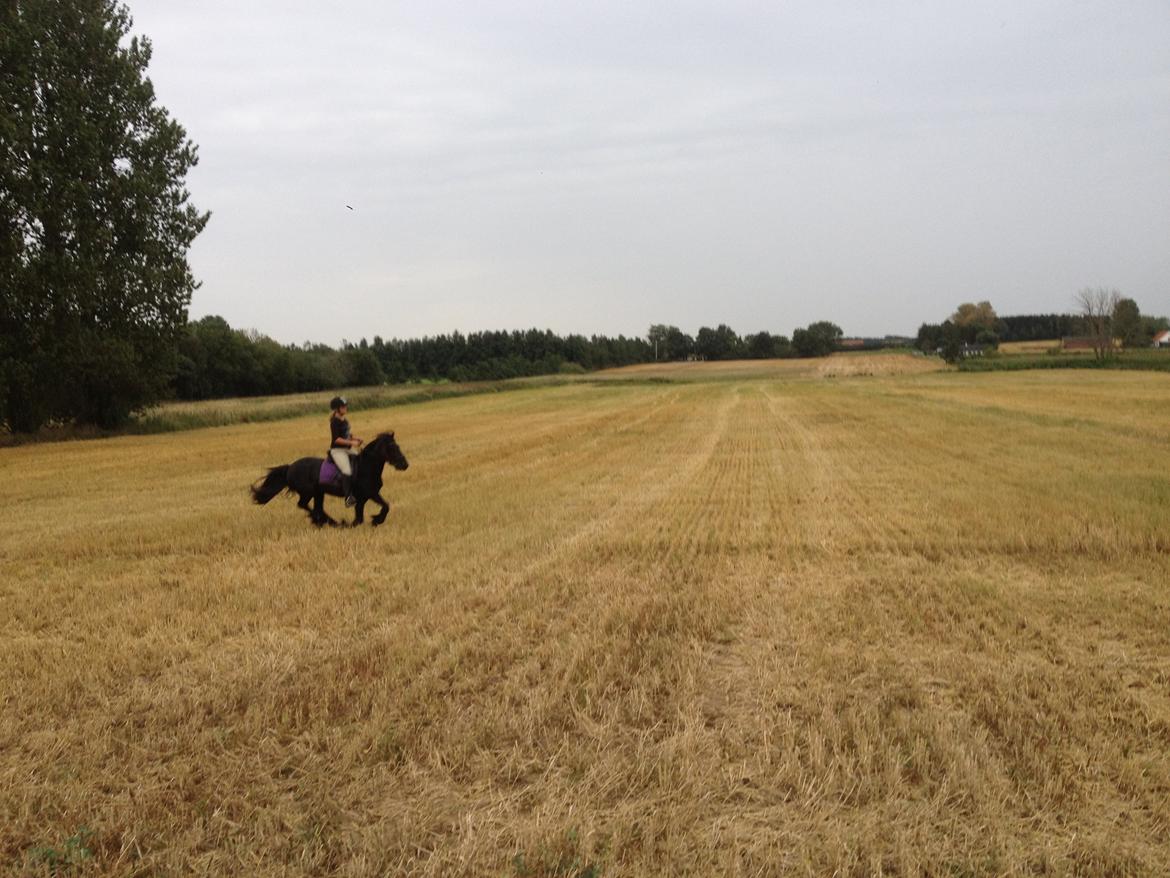  fell ponyer fra stutteri Bakkely billede 41