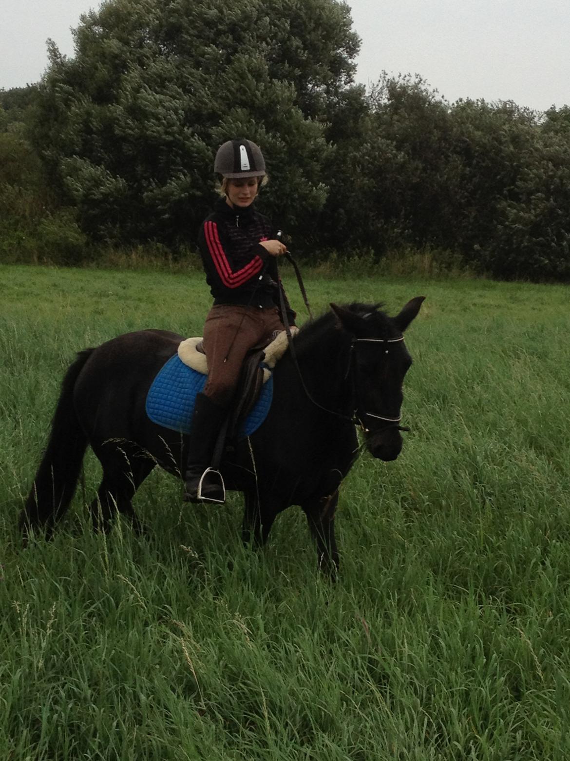  fell ponyer fra stutteri Bakkely - Bakkely´s Candy tilsalg billede 42