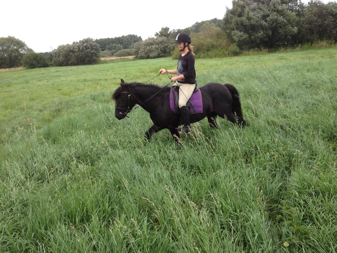  fell ponyer fra stutteri Bakkely billede 43