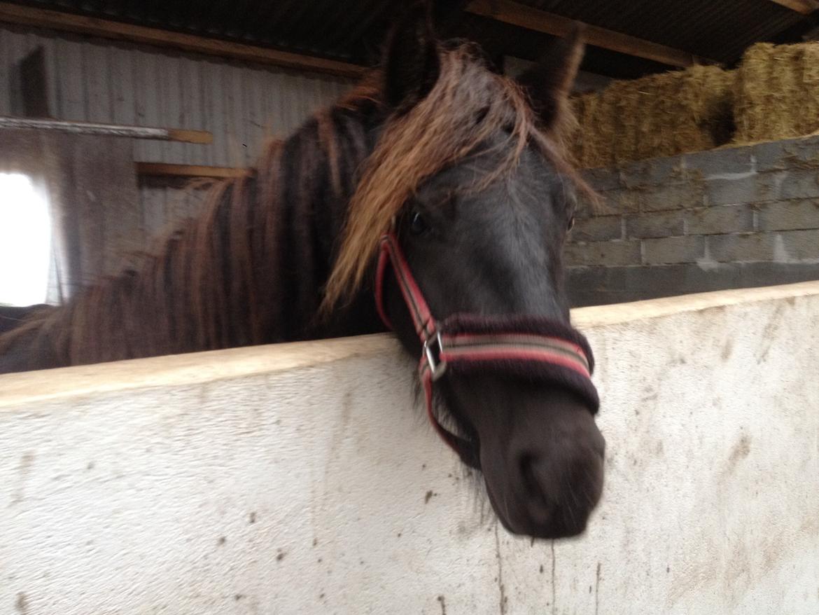  fell ponyer fra stutteri Bakkely - Dalton billede 44