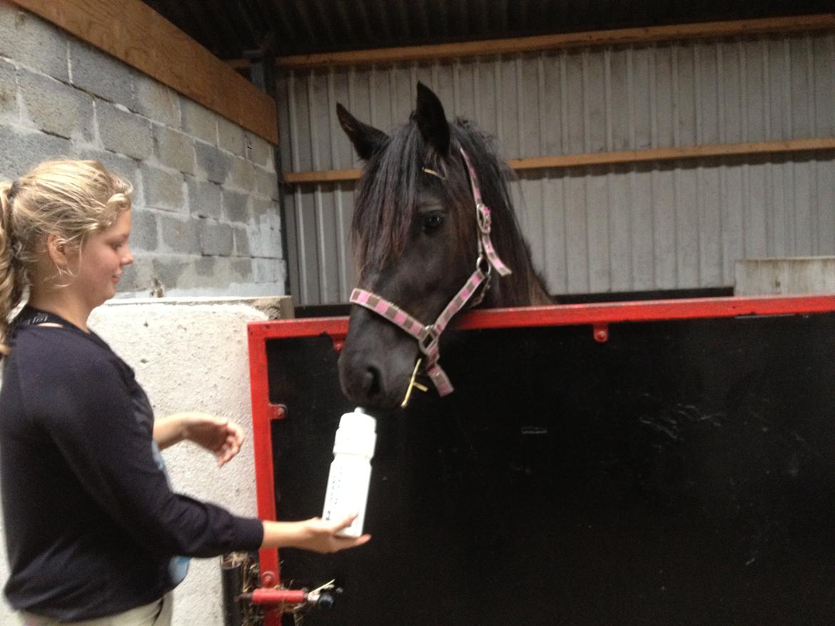  fell ponyer fra stutteri Bakkely billede 45