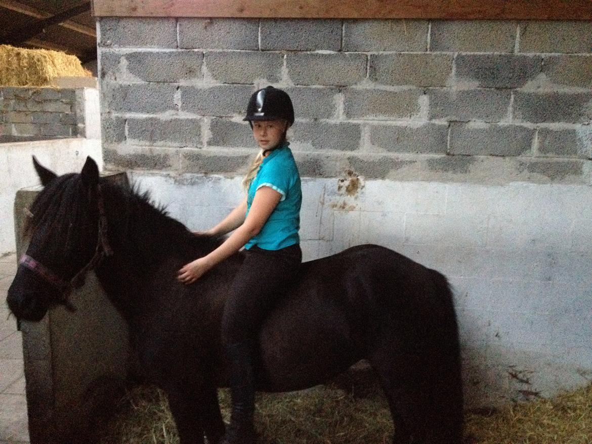  fell ponyer fra stutteri Bakkely billede 47