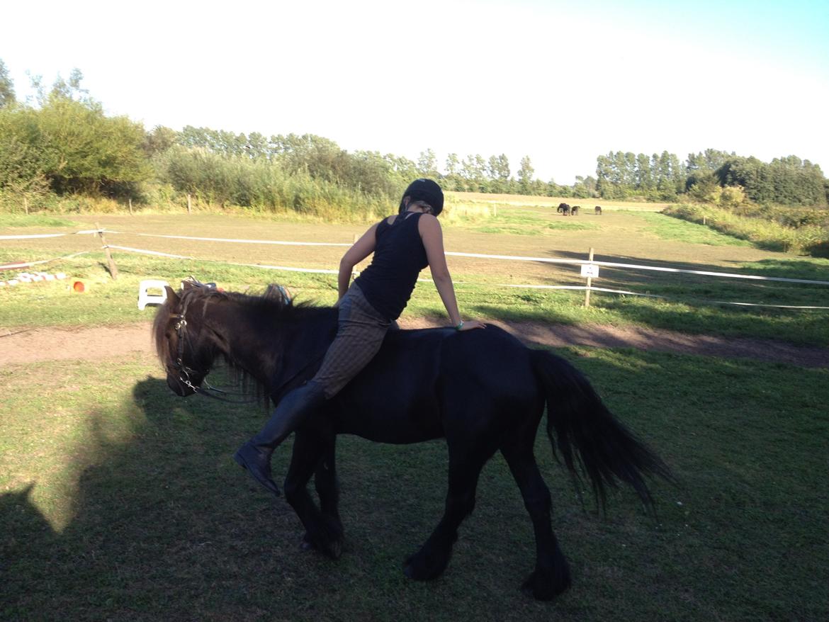  fell ponyer fra stutteri Bakkely billede 51