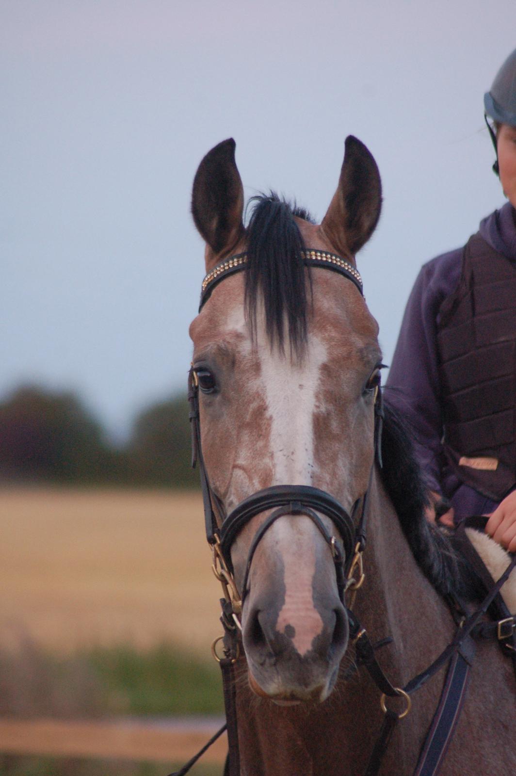 Vores 4 års e. Casir Ask/ Lando billede 1