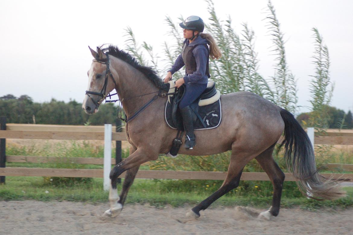 Vores 4 års e. Casir Ask/ Lando billede 4