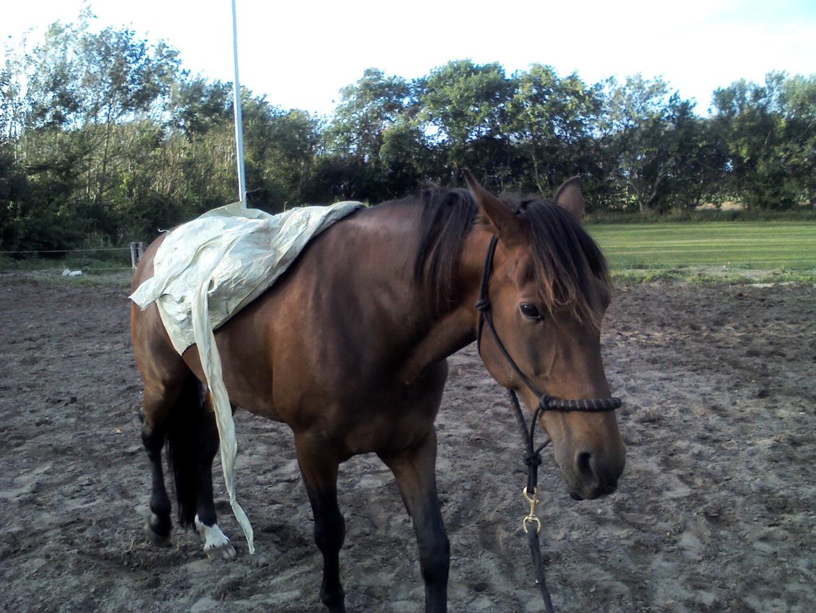 Vores billedebog. - Det går fremad med plastiktræningen! :-D Nu er han helt ligeglad med jeg kyler plastik fra wrappen op på ham! :-D billede 58
