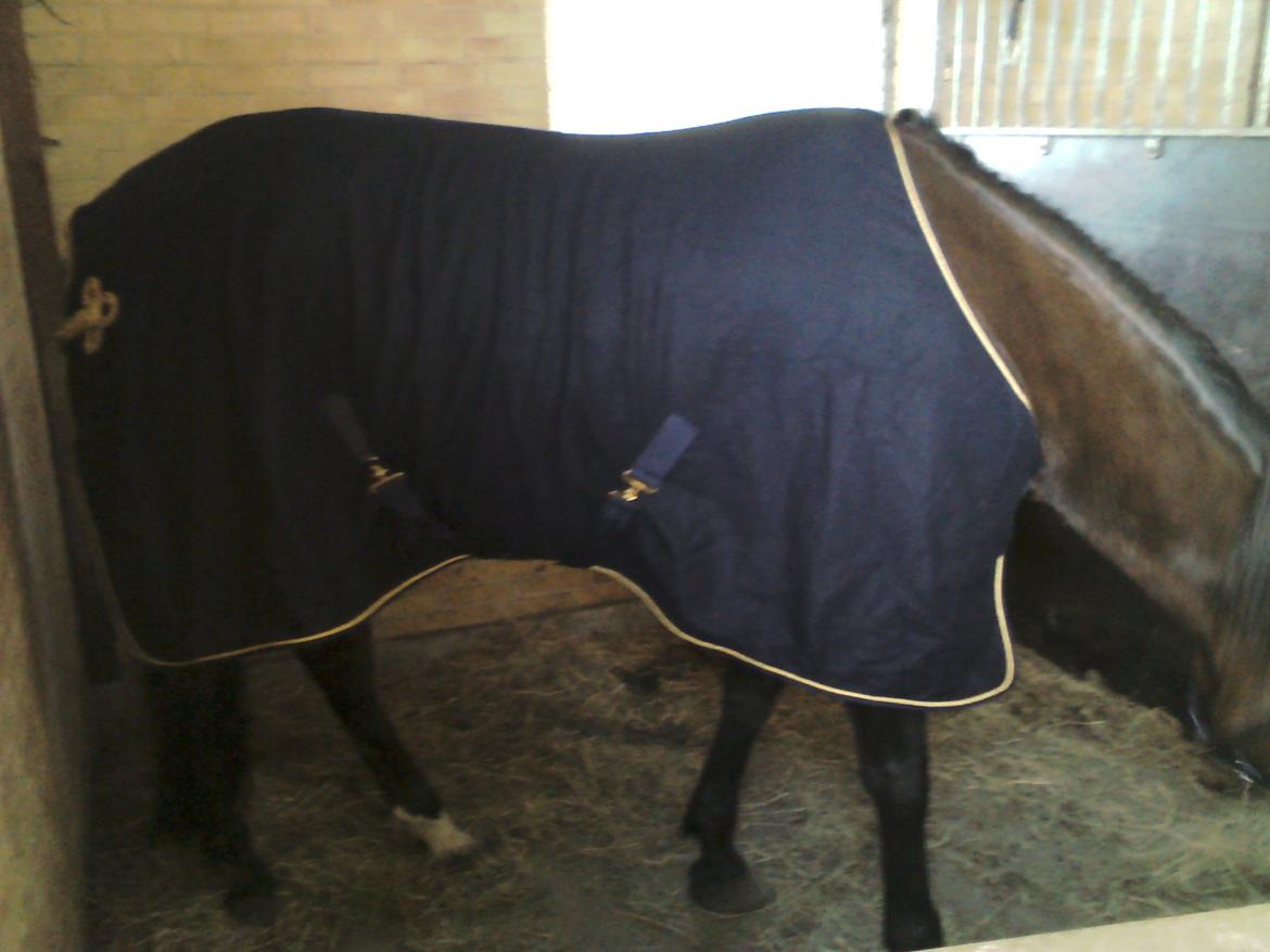 Vores billedebog. - Bare lige for at vise hans nye fiiine ulddækken! :-D Det er købt for 400 kr. til morsø distriksstævne! :-D billede 59