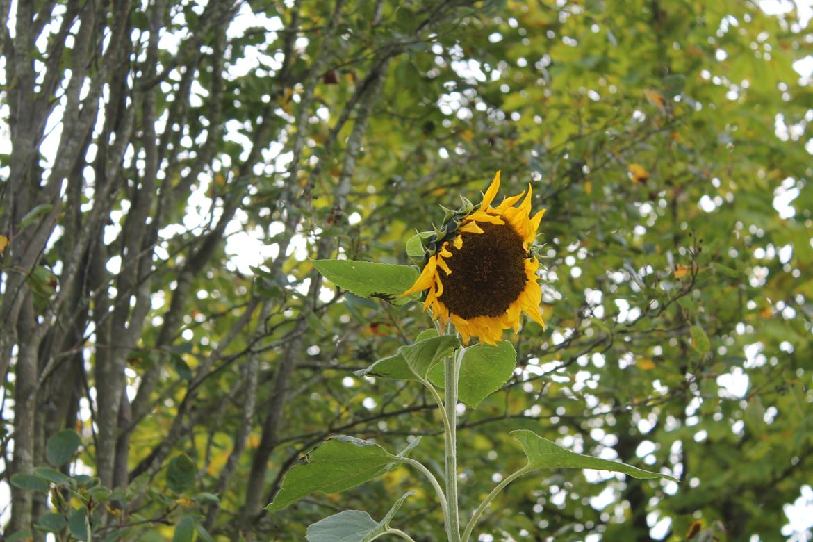 billeder af blomster med mit første spejlreflekskamera billede 1