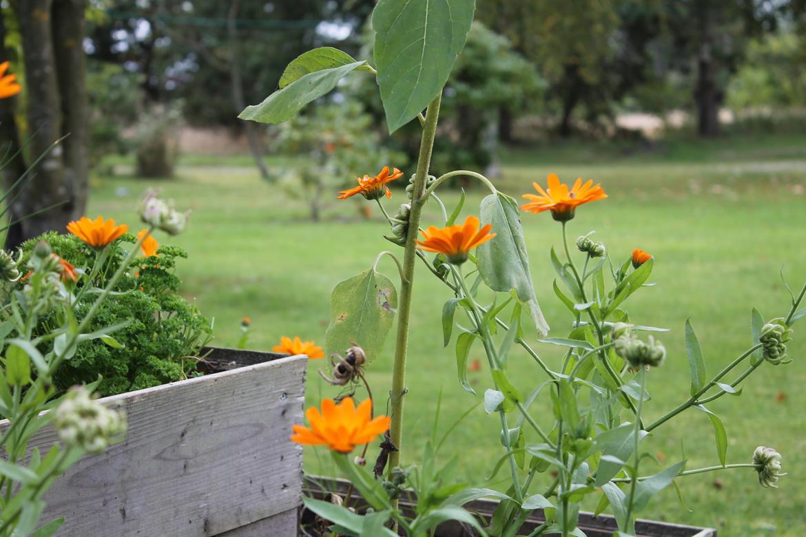 billeder af blomster med mit første spejlreflekskamera billede 2