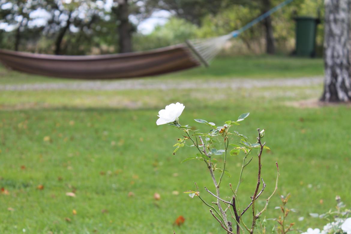 billeder af blomster med mit første spejlreflekskamera billede 3