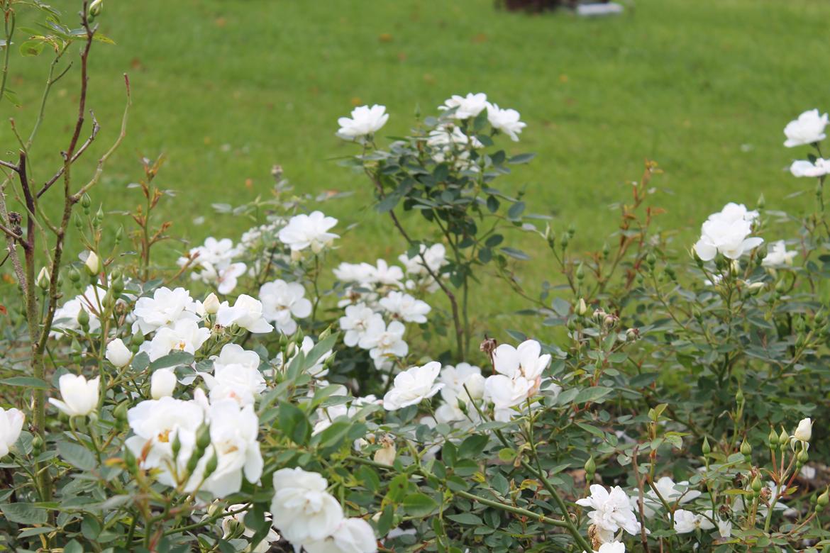 billeder af blomster med mit første spejlreflekskamera billede 4