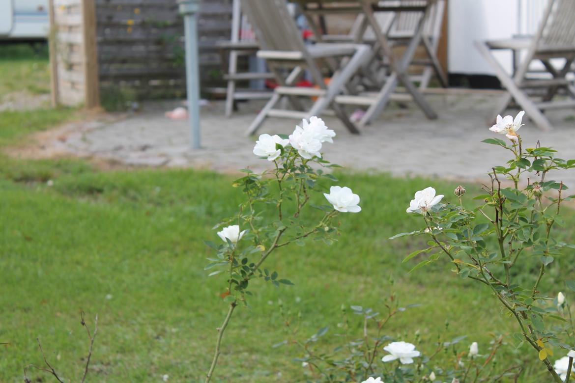 billeder af blomster med mit første spejlreflekskamera billede 5