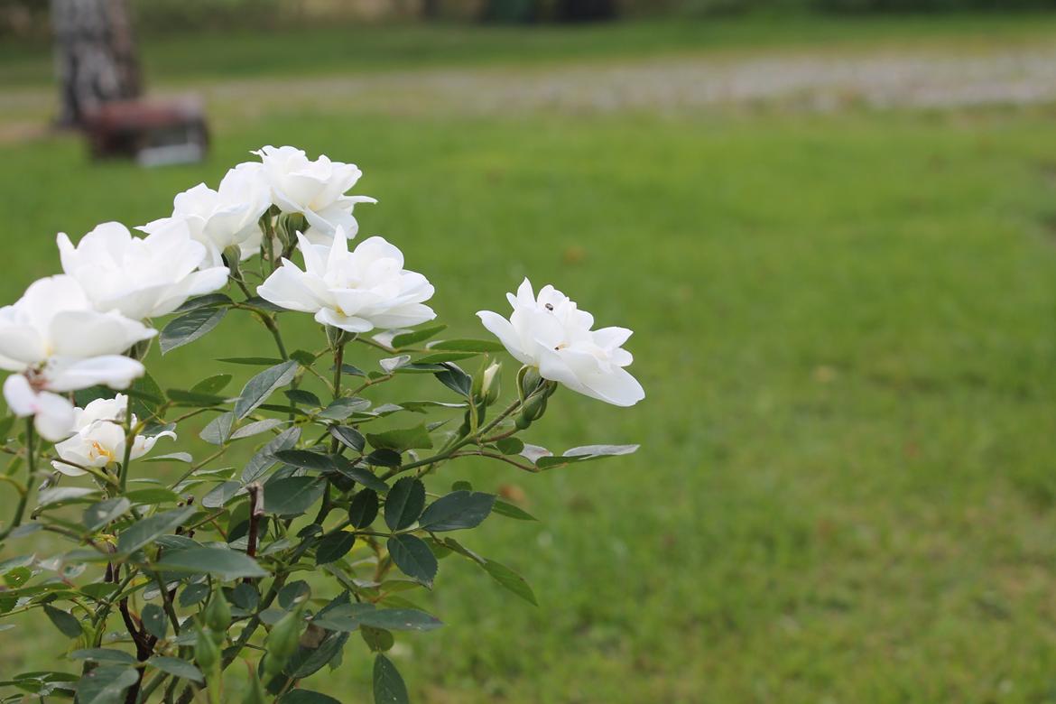 billeder af blomster med mit første spejlreflekskamera billede 6