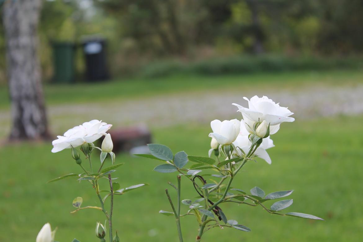 billeder af blomster med mit første spejlreflekskamera billede 7