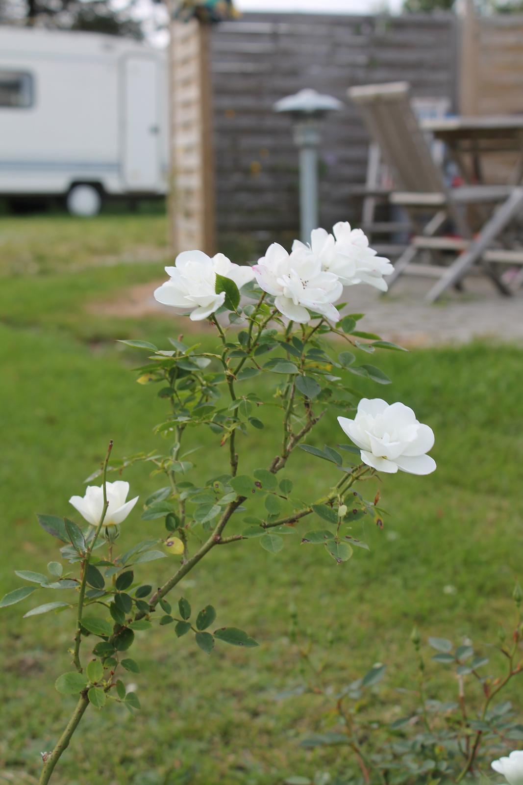 billeder af blomster med mit første spejlreflekskamera billede 8