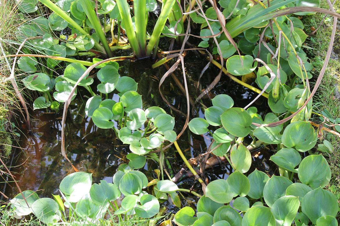 billeder af blomster med mit første spejlreflekskamera billede 10