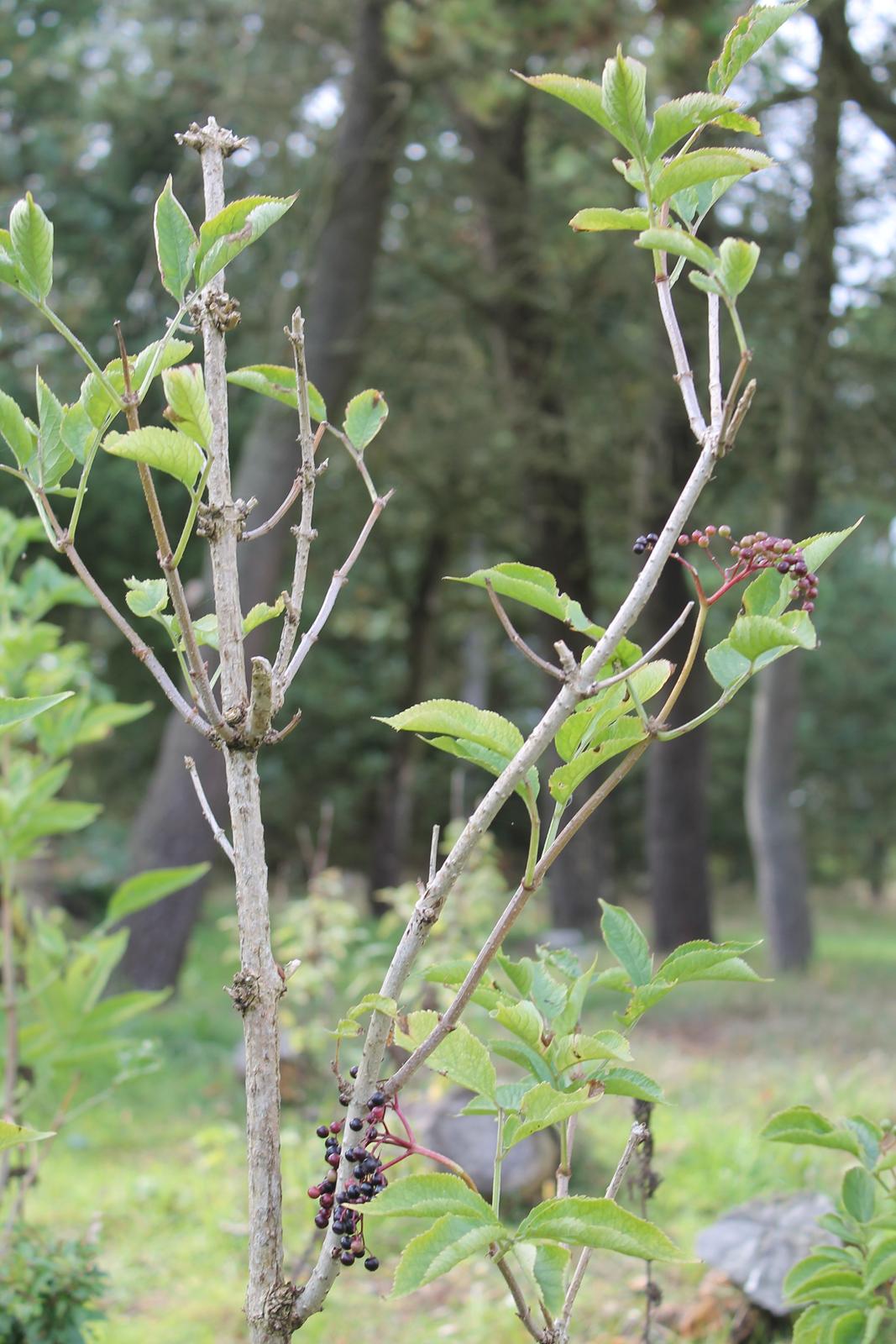 billeder af blomster med mit første spejlreflekskamera billede 11