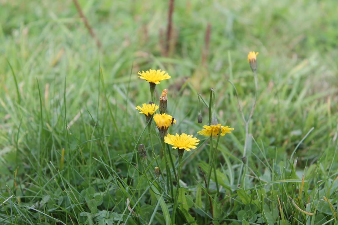 billeder af blomster med mit første spejlreflekskamera billede 12