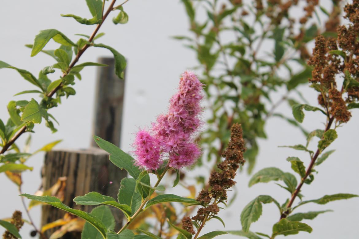 billeder af blomster med mit første spejlreflekskamera billede 13