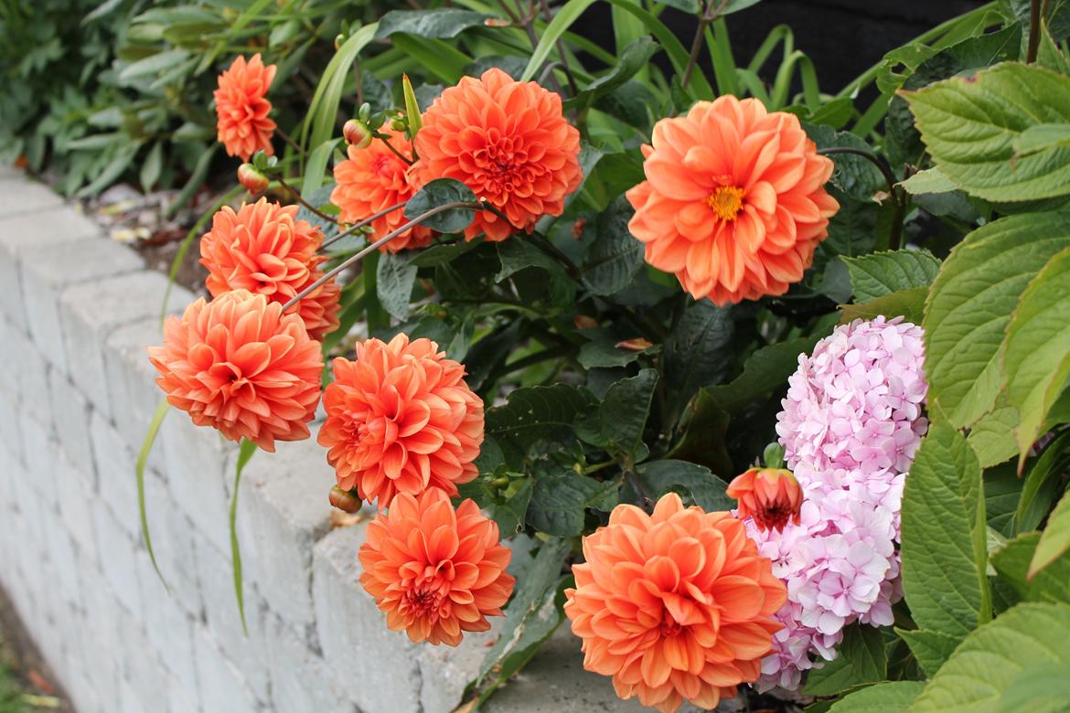 billeder af blomster med mit første spejlreflekskamera billede 14