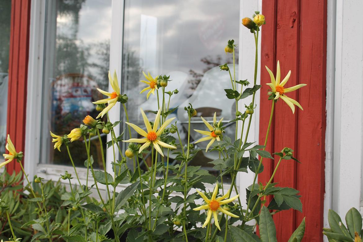 billeder af blomster med mit første spejlreflekskamera billede 15