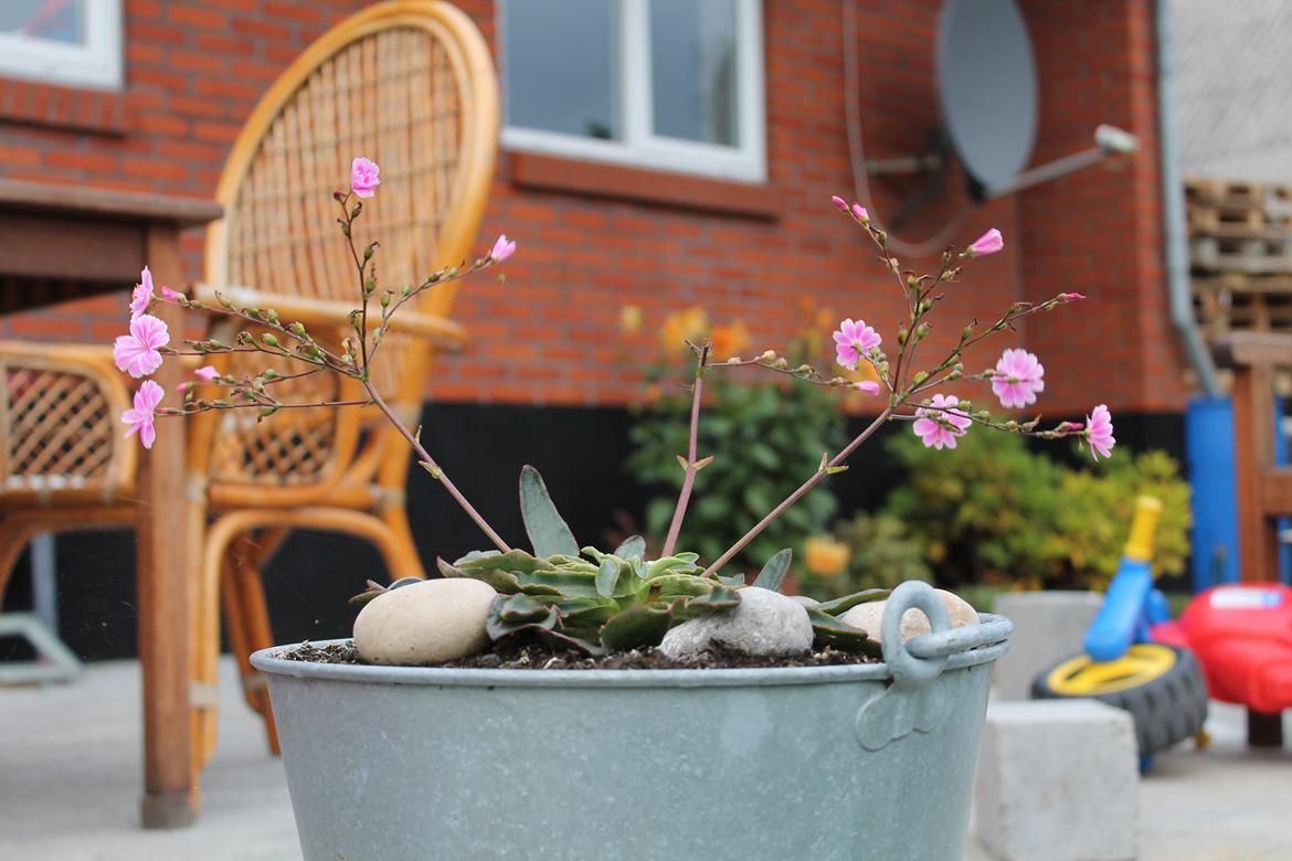 billeder af blomster med mit første spejlreflekskamera billede 17