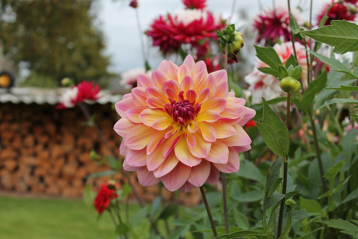 billeder af blomster med mit første spejlreflekskamera billede 19