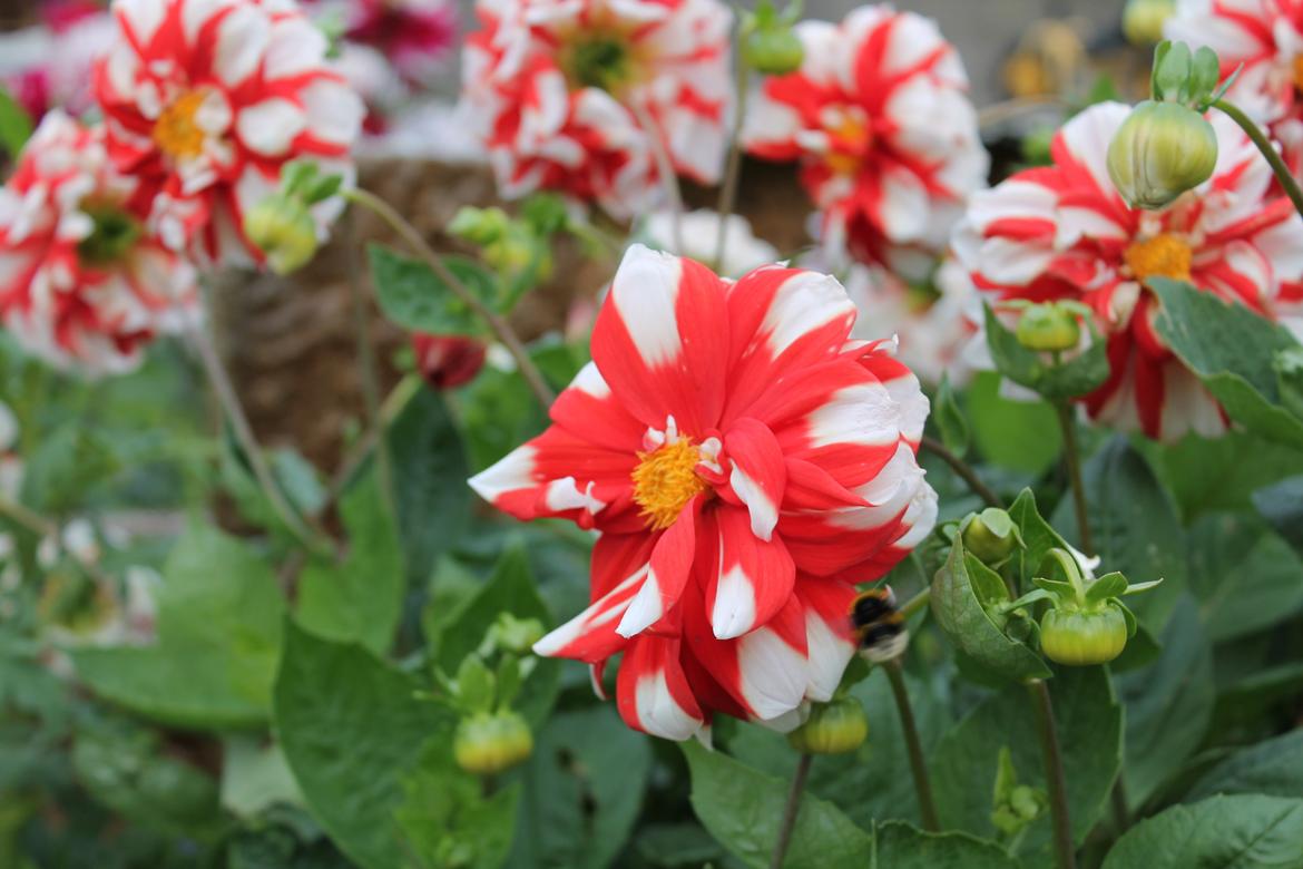 billeder af blomster med mit første spejlreflekskamera billede 20