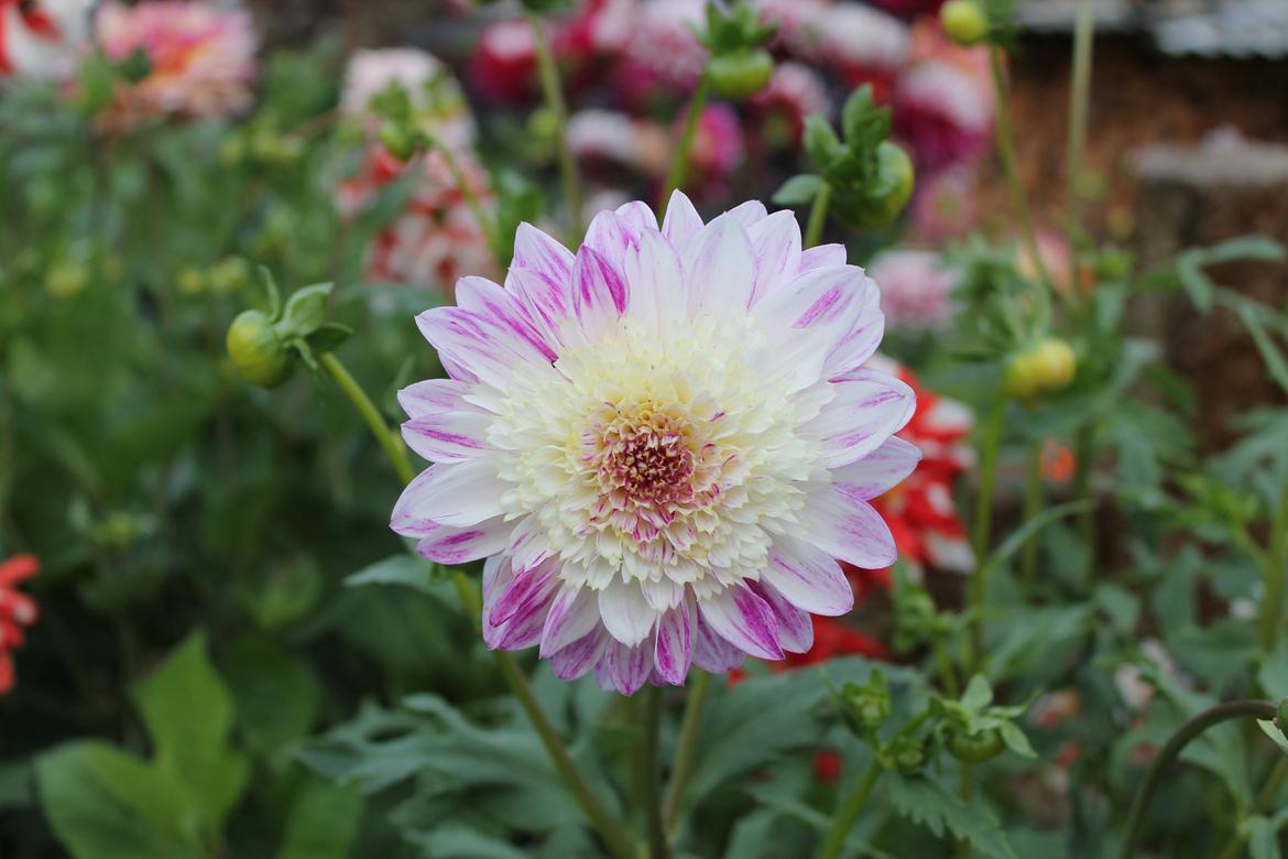 billeder af blomster med mit første spejlreflekskamera billede 21