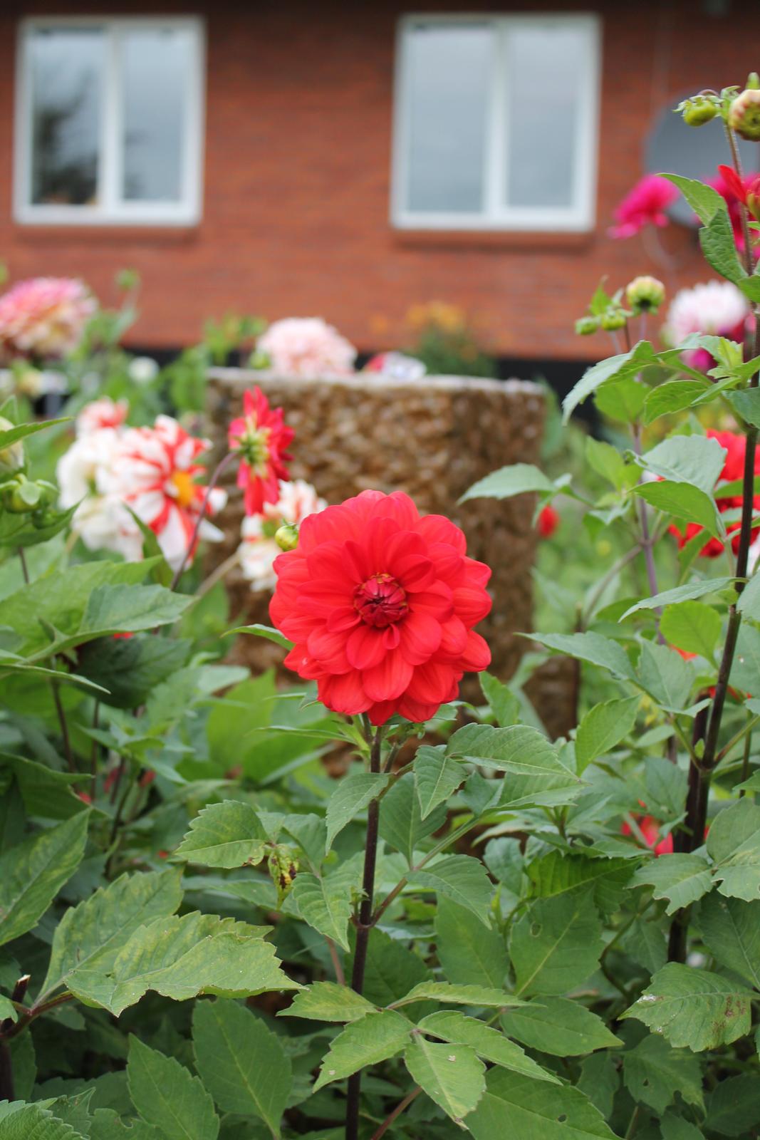 billeder af blomster med mit første spejlreflekskamera billede 22