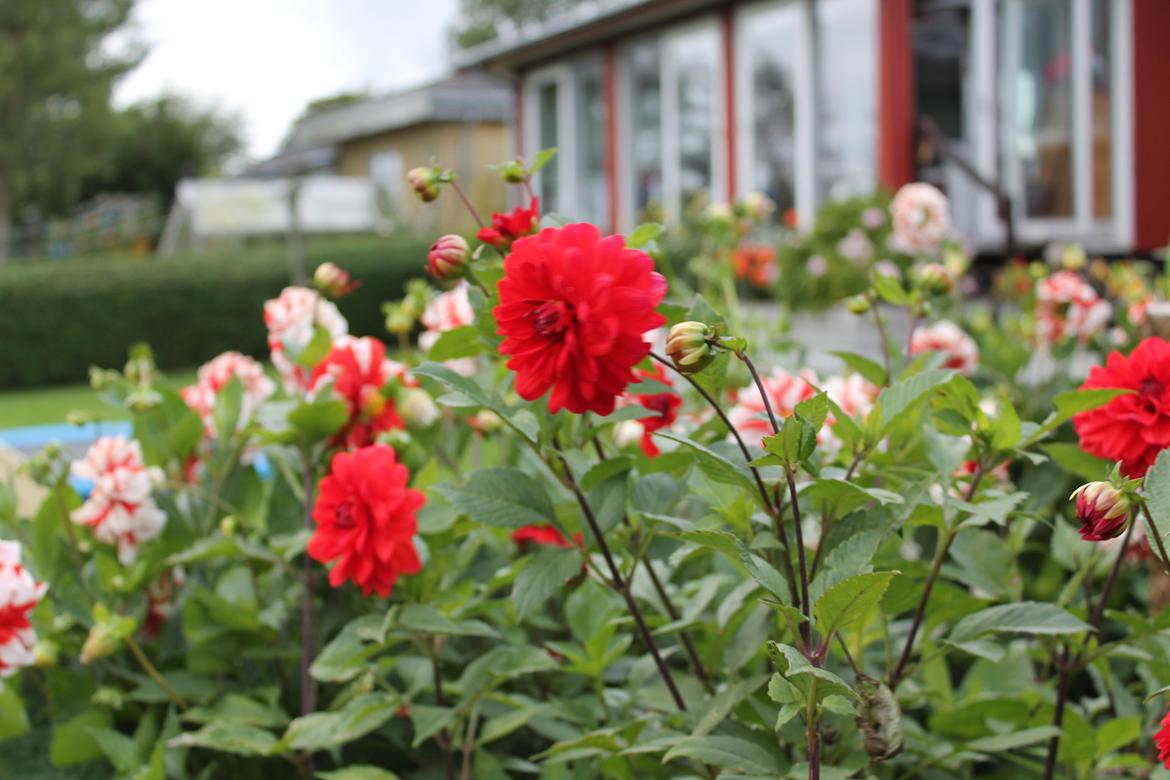 billeder af blomster med mit første spejlreflekskamera billede 23