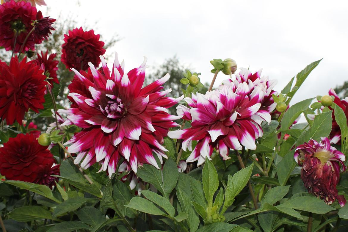 billeder af blomster med mit første spejlreflekskamera billede 25