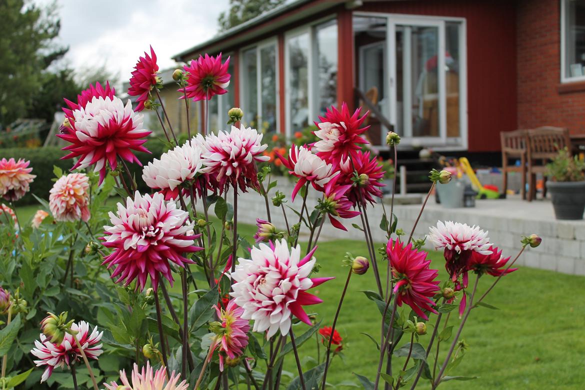 billeder af blomster med mit første spejlreflekskamera billede 26