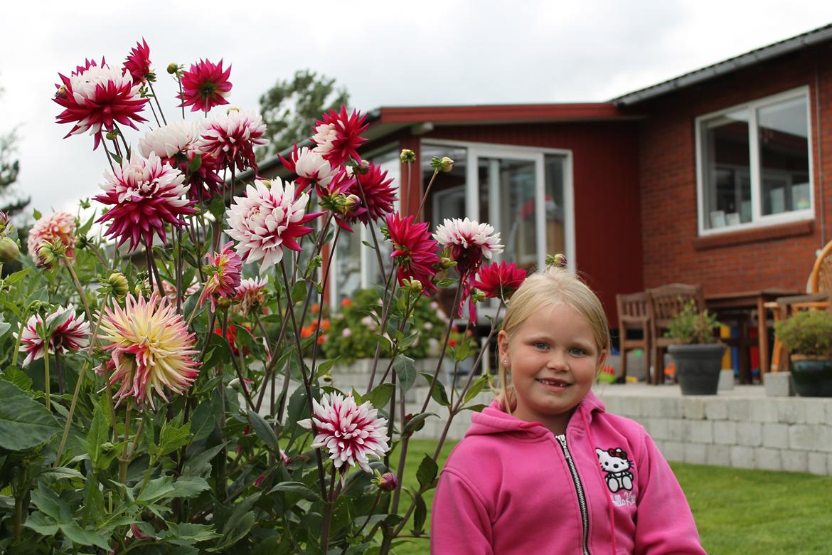 billeder af blomster med mit første spejlreflekskamera billede 27