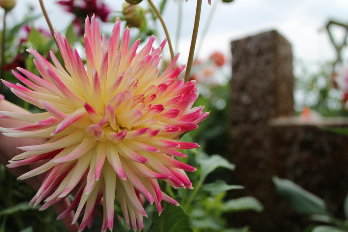 billeder af blomster med mit første spejlreflekskamera billede 28