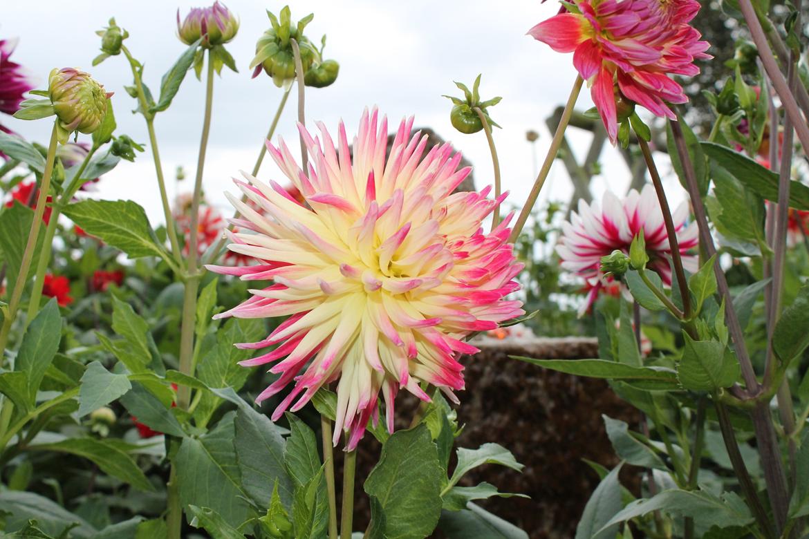 billeder af blomster med mit første spejlreflekskamera billede 29