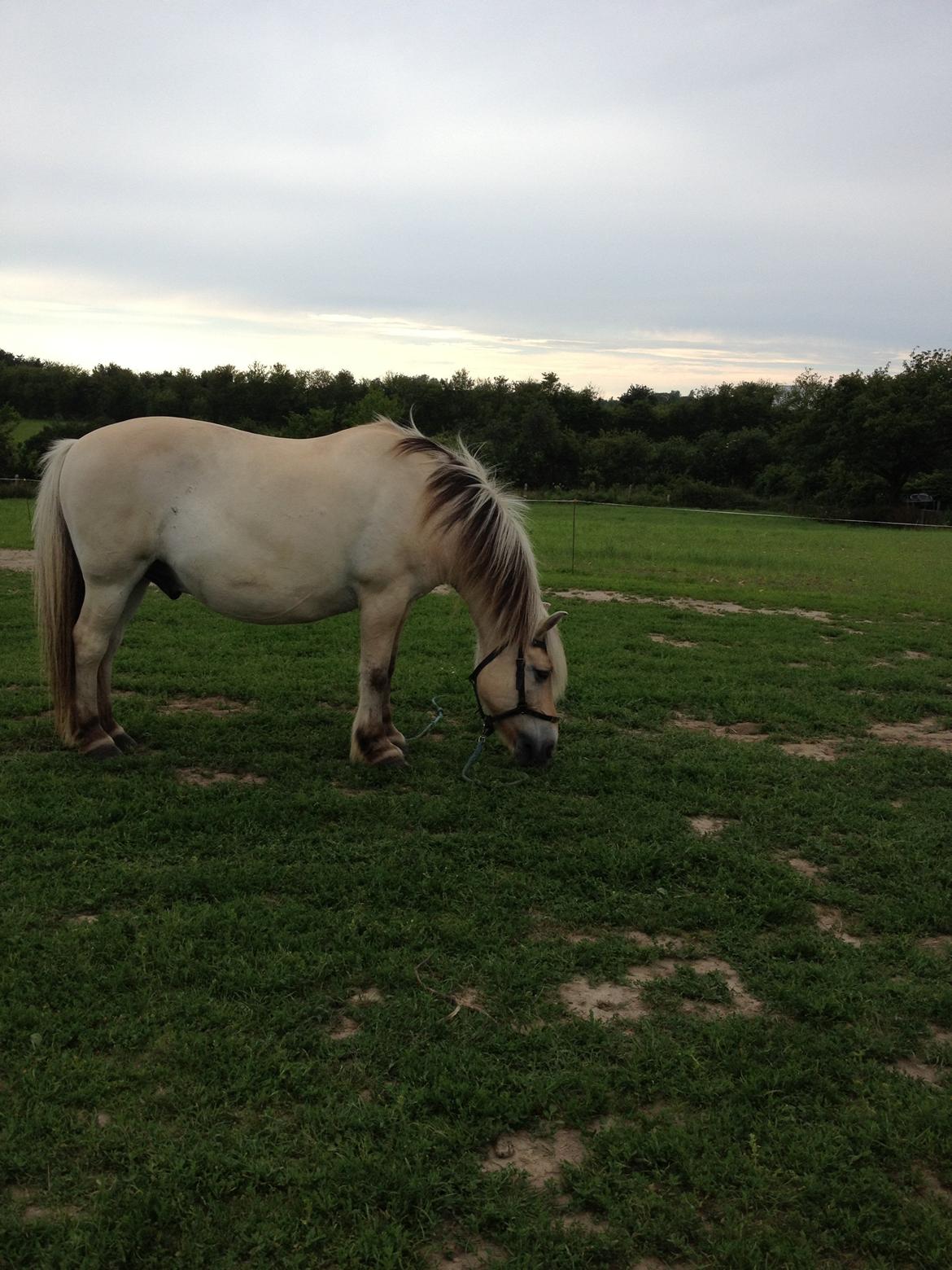 Prærievognsferie :) - Mølle <3 billede 7