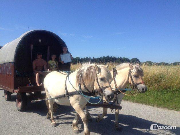 Prærievognsferie :) - Mulle og viktor for vognen :) billede 1