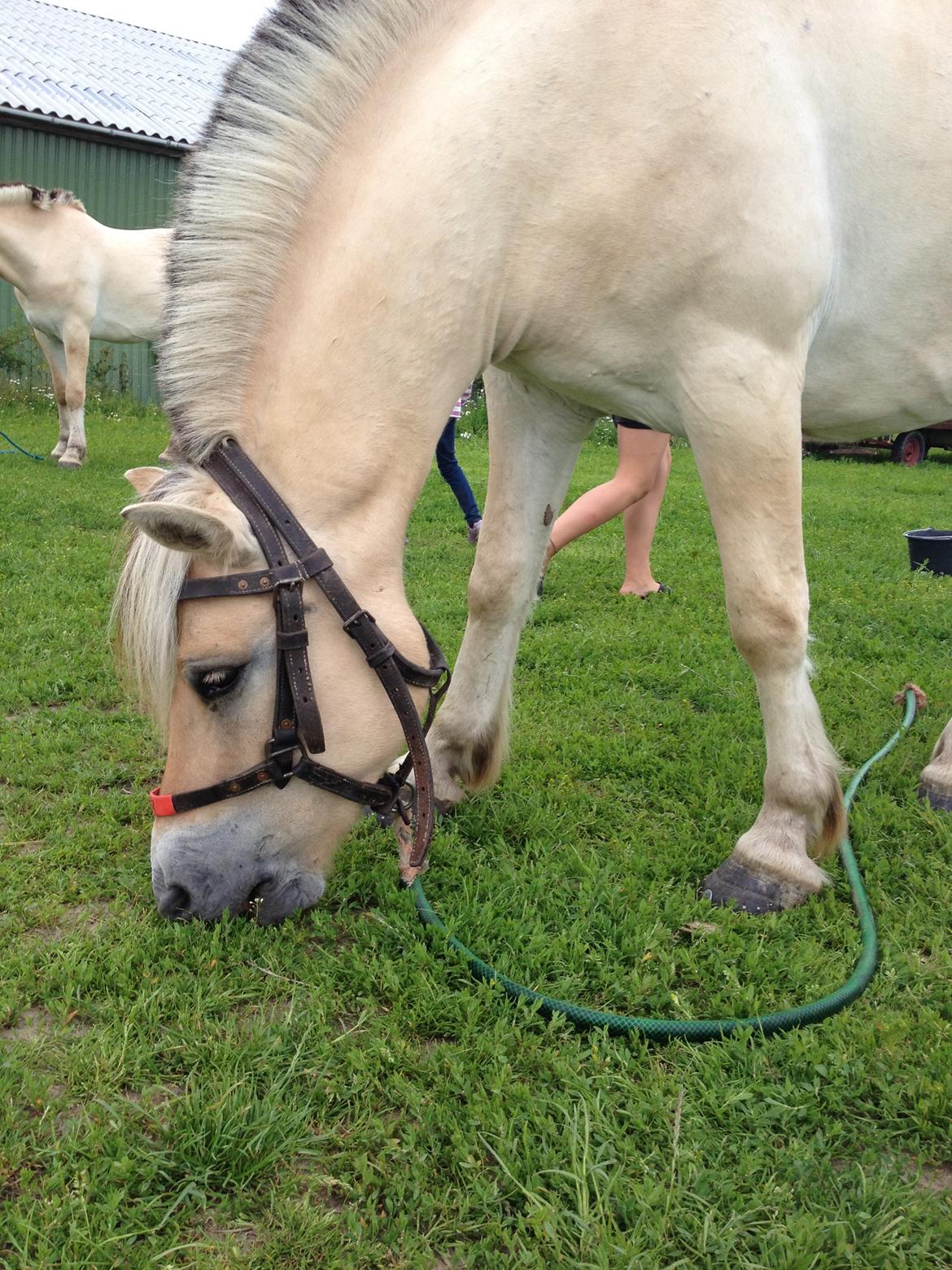 Prærievognsferie :) - Viktor :) billede 16