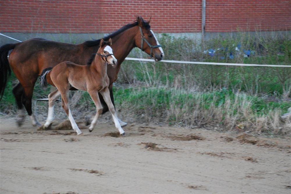 Gammelgaards La Titanic billede 3