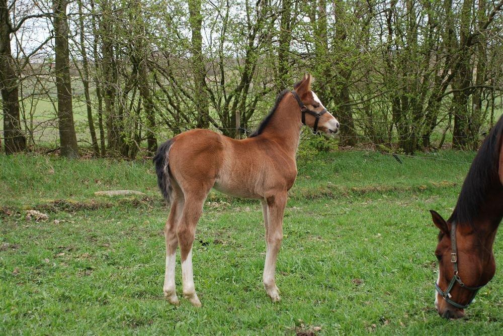 Gammelgaards La Titanic billede 4