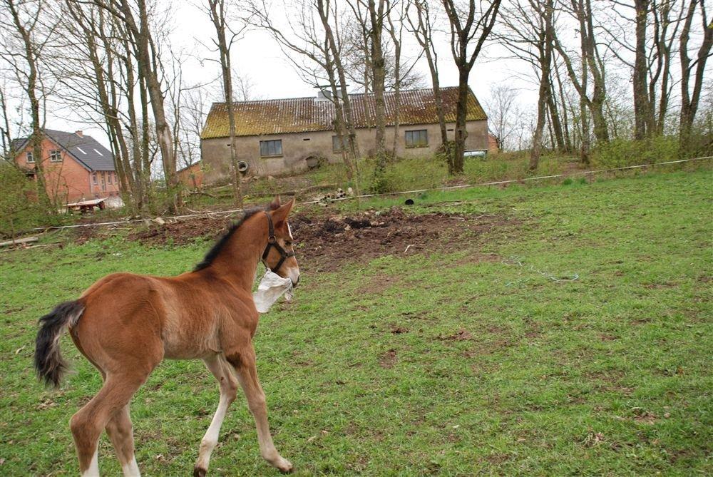 Gammelgaards La Titanic billede 5