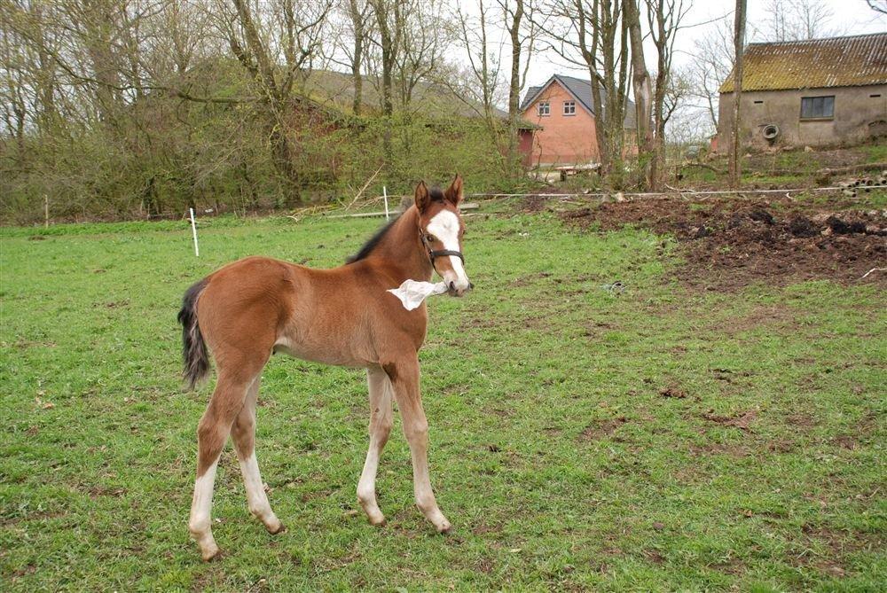 Gammelgaards La Titanic billede 2