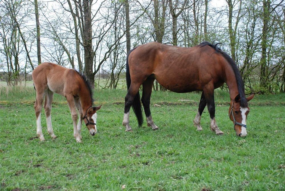 Gammelgaards La Titanic billede 6