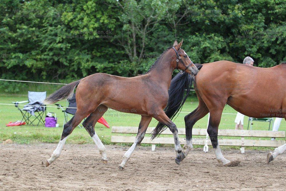 Gammelgaards La Titanic billede 7